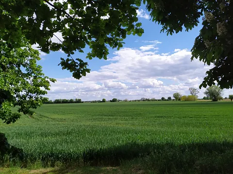 Feld an der Kirche Neuküstrinchen